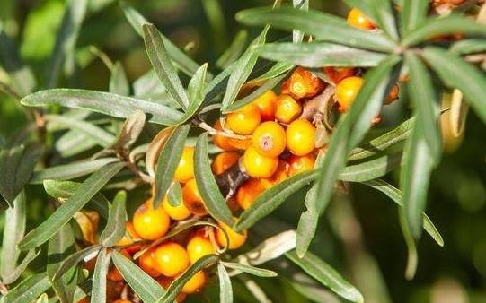 野果|农民叫这种野果为“救命果”，吃一点防心脏病、能抗癌、治失眠！