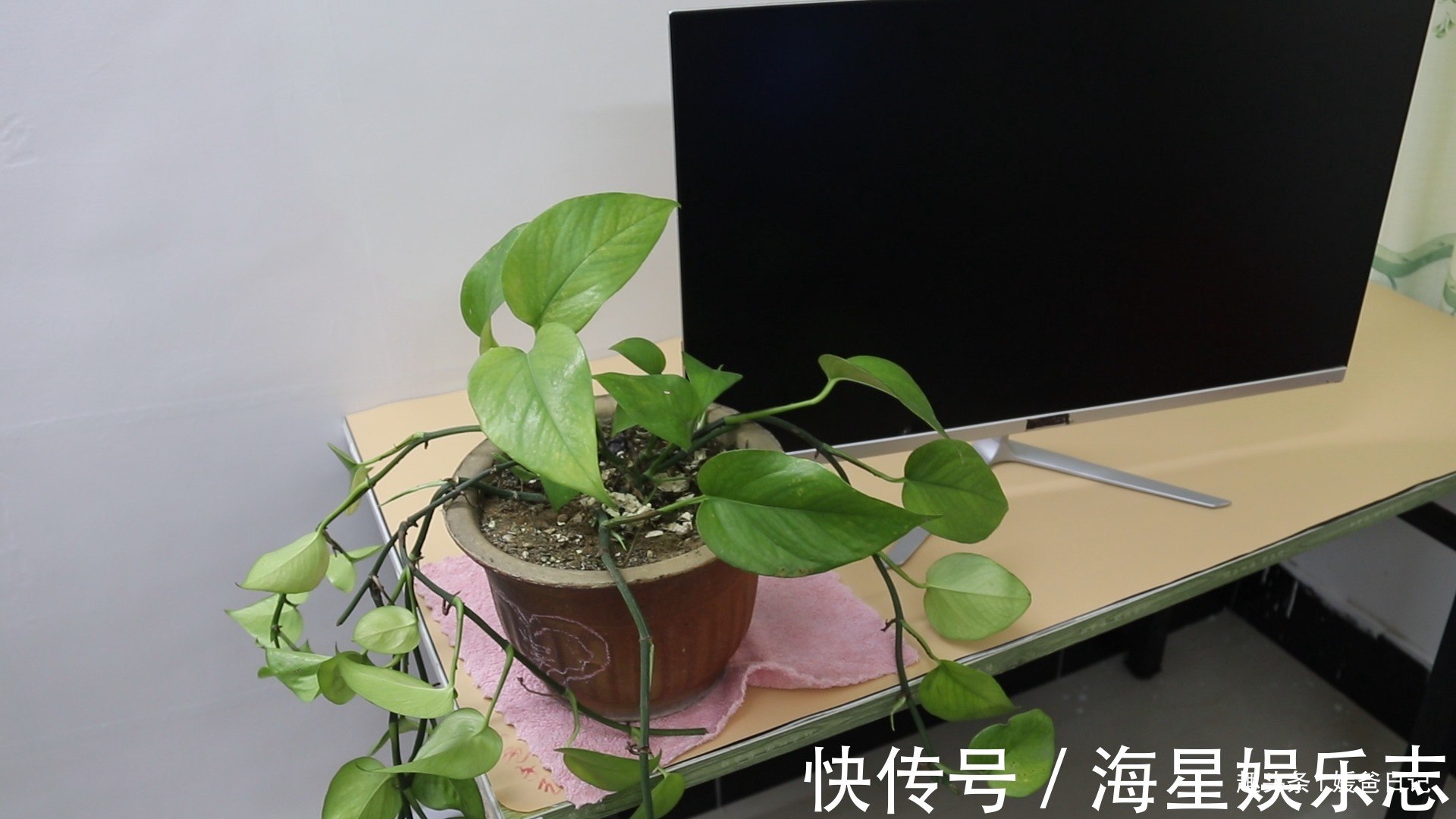 你家有绿萝吗我也是刚刚才知道,肯定不是迷信
