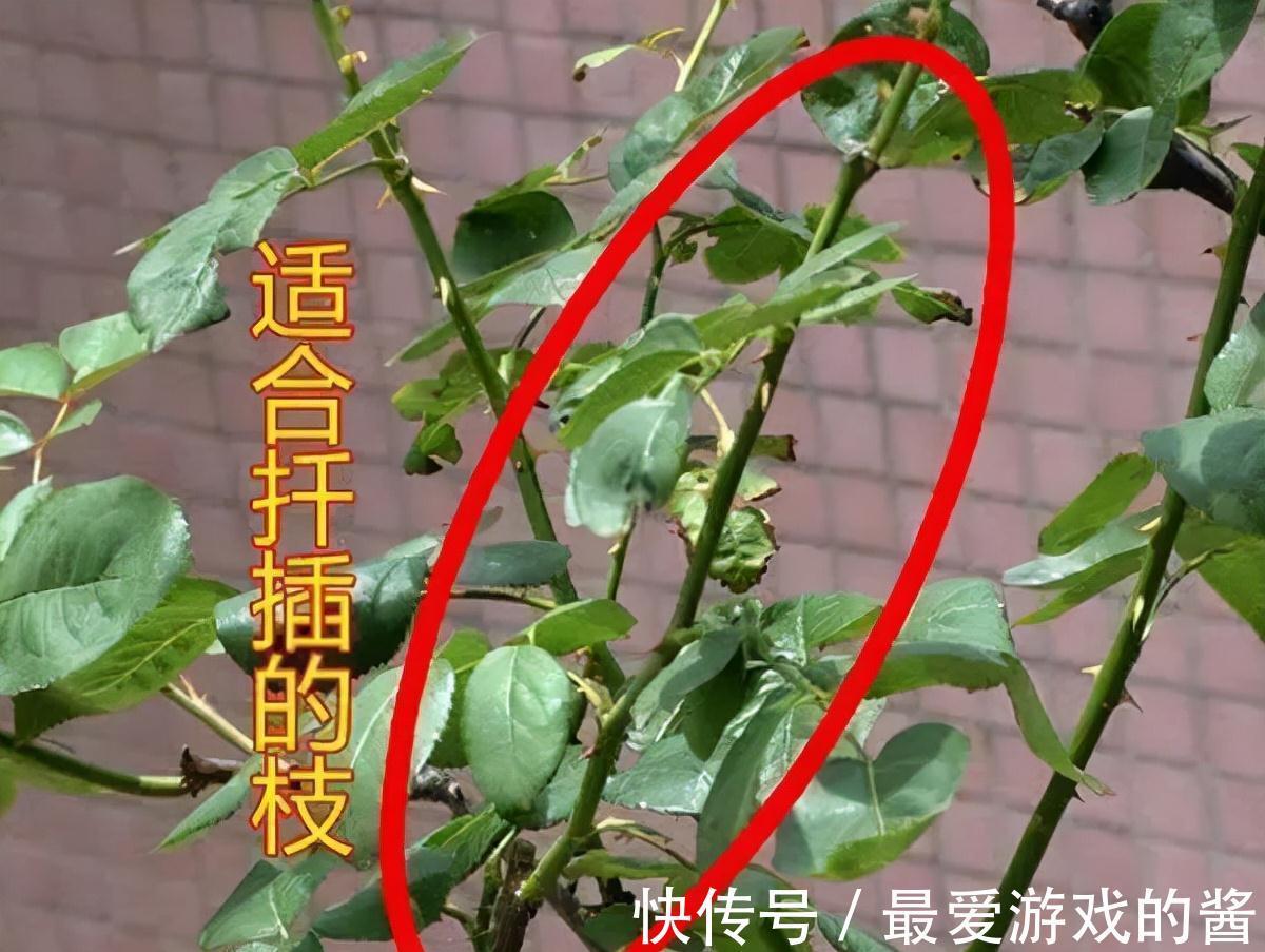 适合10月扦插的“5种花”,喜欢不要花钱买,几根枝条就能插一盆