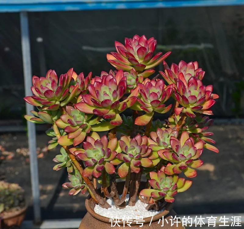 养多肉就选红稚莲,一年到头红艳艳,凭实力夺得首魁,你喜欢吗