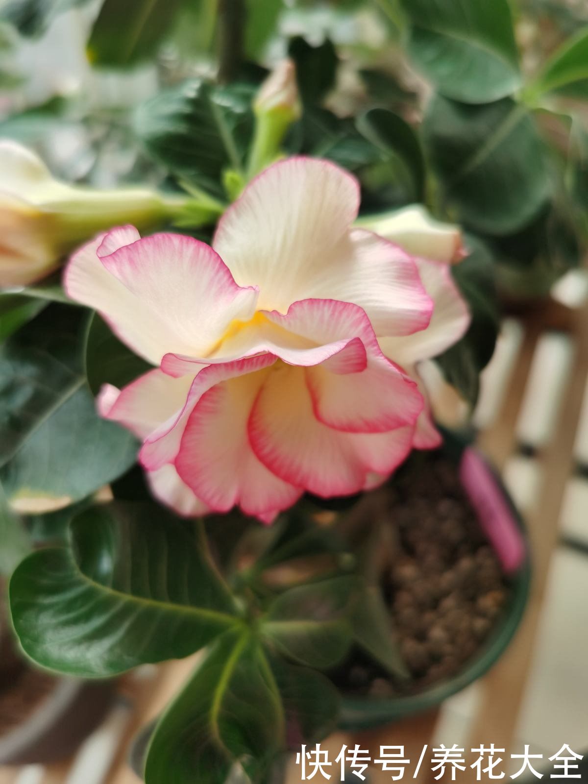 养花要选对花盆，根系才能长成“萝卜”，植株长得旺