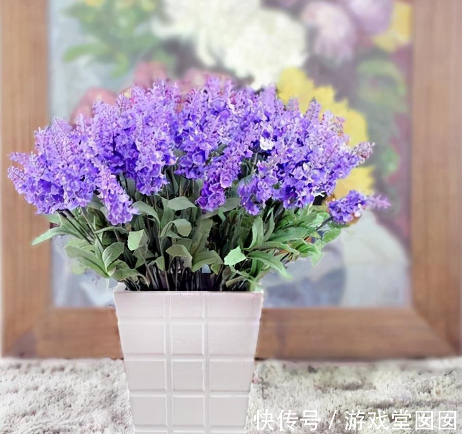 3种紫花好养又美丽,阳台摆几盆,花朵砰砰开成球,惊艳极了