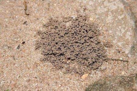 野外捡点这种怪土，碾碎撒花盆里，全都长到停不下！