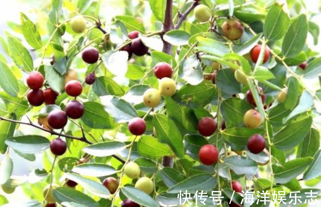 酸枣树|村民种植一种枣,有益气健脾的效果,栽培方法关键