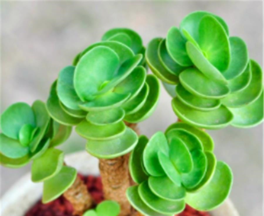 3种寓意招财进宝的多肉,颜值高好养护,2种能养成树