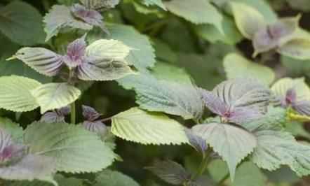 纯阳|乡下有一紫色草,被李时珍成为“纯阳之草”,引出寒气、温脾胃!