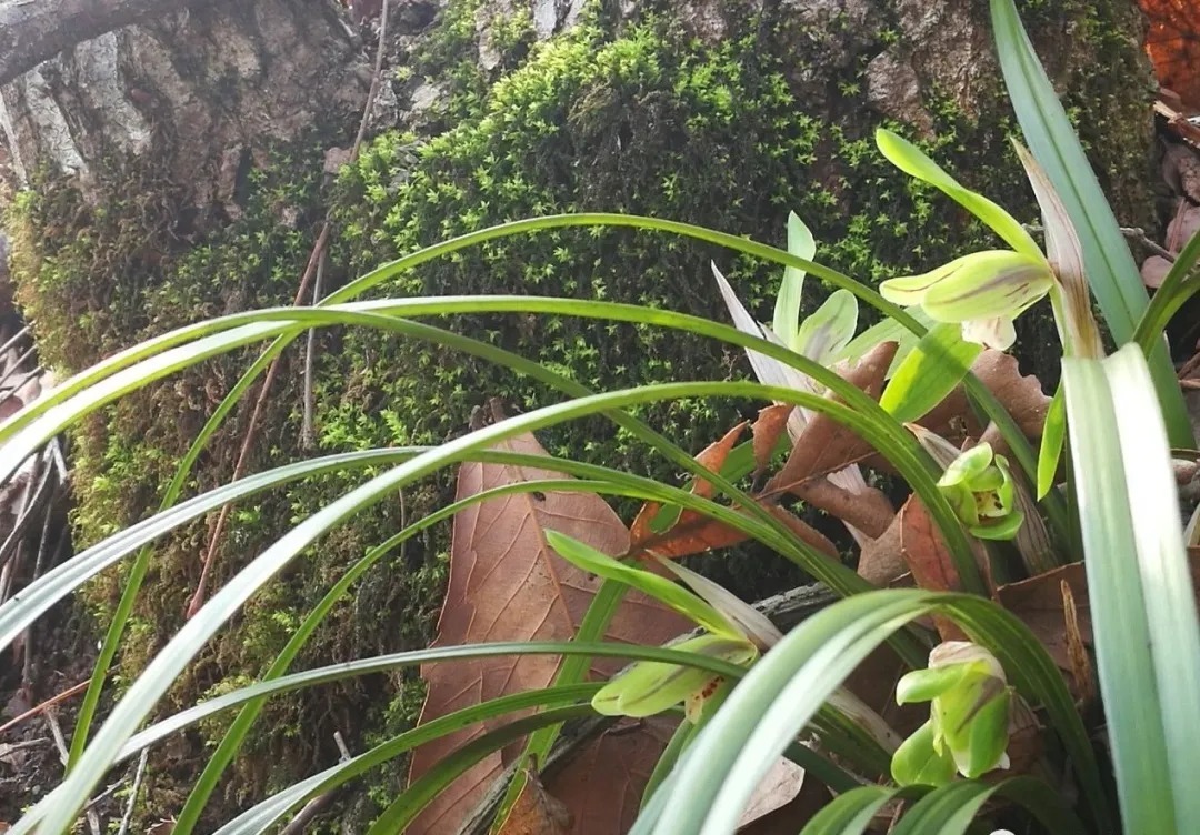 野生|家养兰花常发病，为什么野外的兰花病害少？兰友一语道破玄机