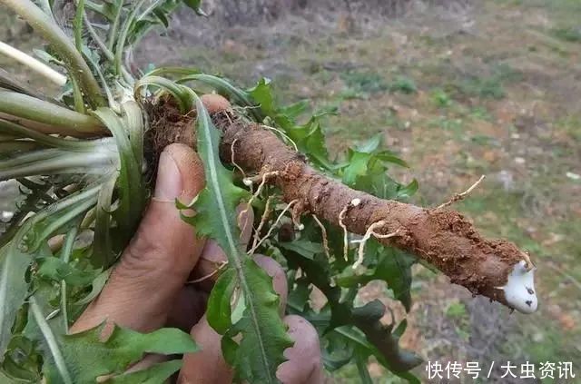 代茶饮|身体有6个表现,肝部已变“脏”,一个不占,恭喜,肝还很干净