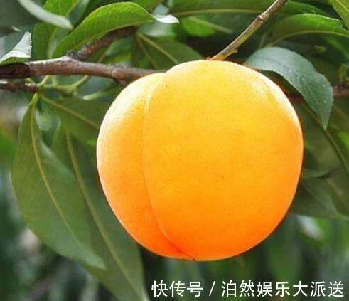 排毒|女性不想老太快,多吃4种食物,润肠排毒、保护卵巢、延缓衰老