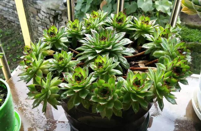 此几种多肉,“颜值高,人气高”,见土就生根,适合新手种植