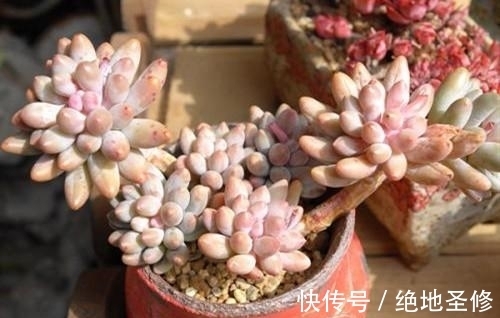 厚叶|3种多肉植物,号称“爆崽小能手”,晒一晒上色美,容易群生爆崽