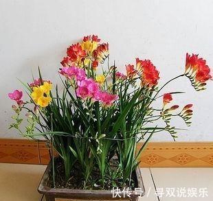 香水|1种花卉不是“兰花”，胜似兰花，家里养1盆，比“香水”还香