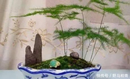 植物|路边挖来的青苔，只需2个步骤，7天长成微景观，比买来的还漂亮