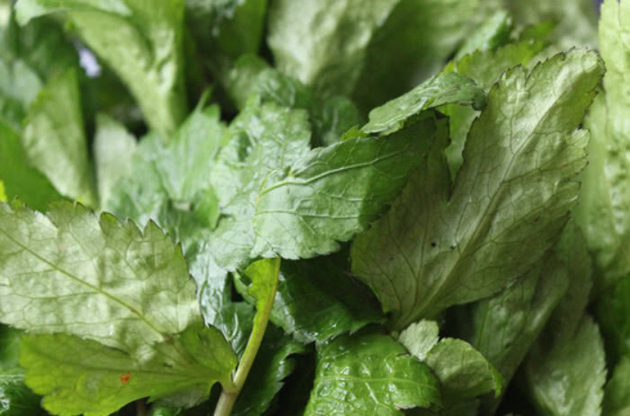 营养|这种野菜营养非常丰富，但是吃过的人不多，不知道你有没有见过呢