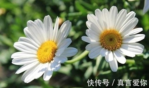 因为爱情|下周，桃花滚滚，微风涟漪，故人回眸，携手相恋，恩爱一生