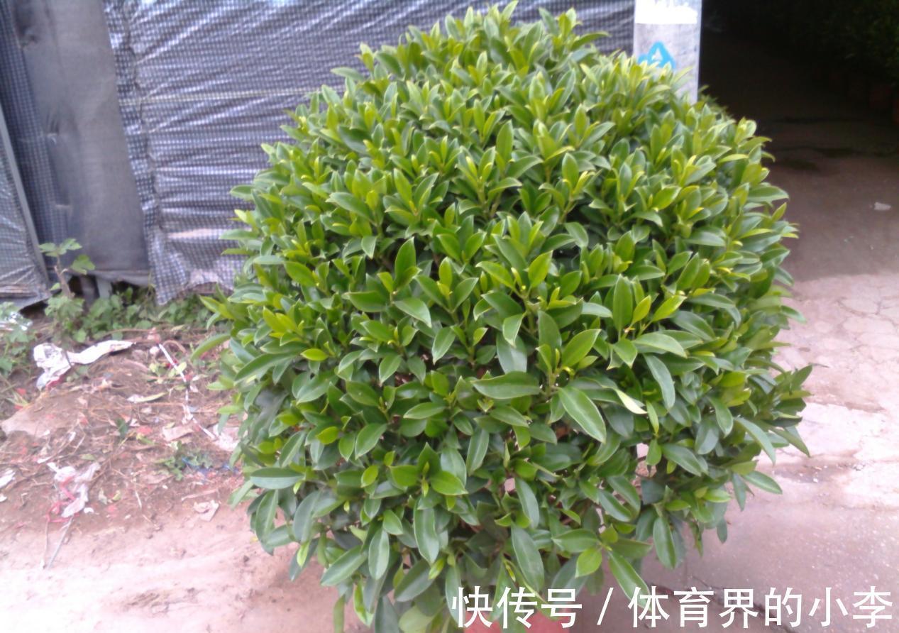 茉莉秋冬盆栽该注意什么？落实好这6点，低温环境不用担心