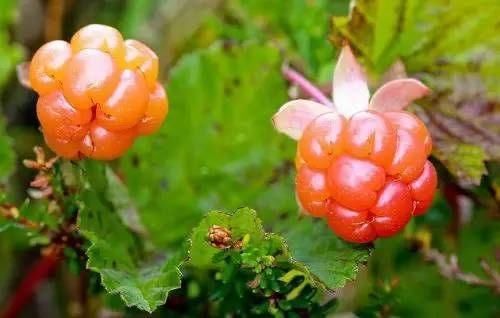 常吃|秋天季节，推荐常吃3物，调理身体，补充营养，早吃早受益！