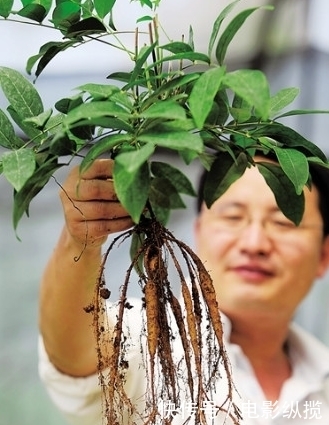 农村|农村有一种野菜，根卖80元一斤，种子卖到600元一斤