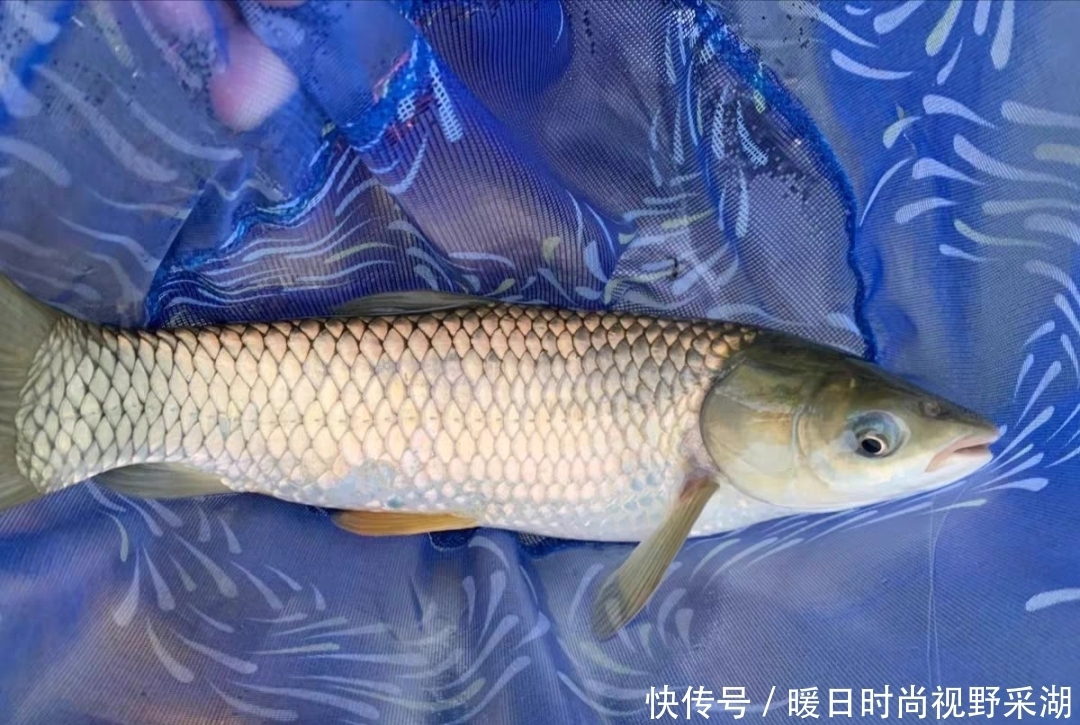 文章|钓草鱼是玉米好还是商品饵好?这篇文章告诉你草鱼饵该怎么选