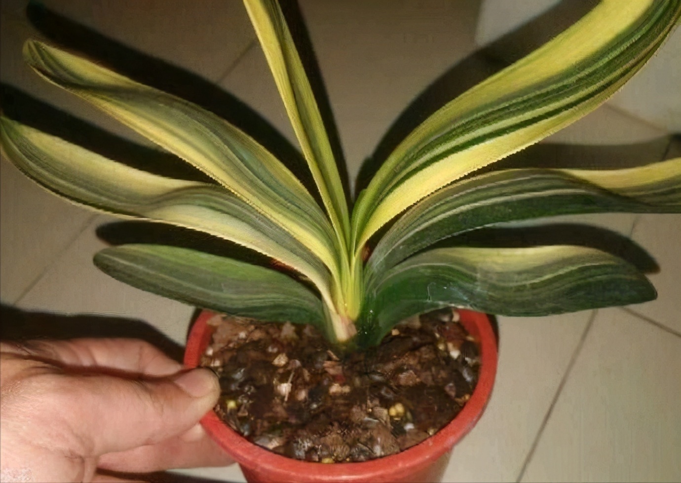 这样养“君子兰”,叶子更多更大更油绿,花朵红似火