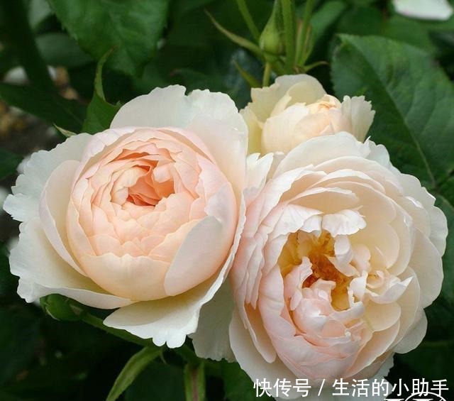 25款包子型月季,花开永不败,大花好养又丰花,新手推荐种植!