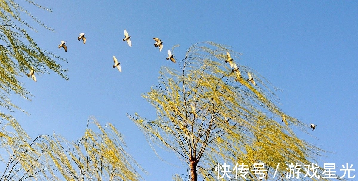 杨柳枝词!一树春风千万枝。白居易一首写景寓意诗,极具感染力