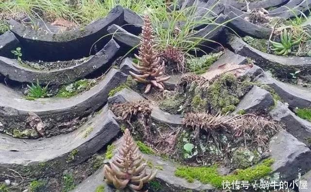野草|长在石缝、屋顶的1野草,人称“太岁草”,房顶若有别拔,是福气