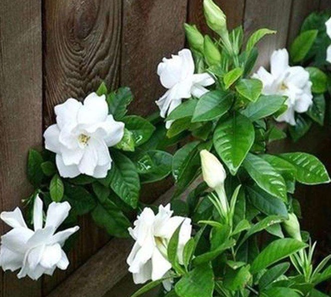 养花|茉莉、栀子花开完花朵,应该快去做“1个动作”,之后能长得更旺