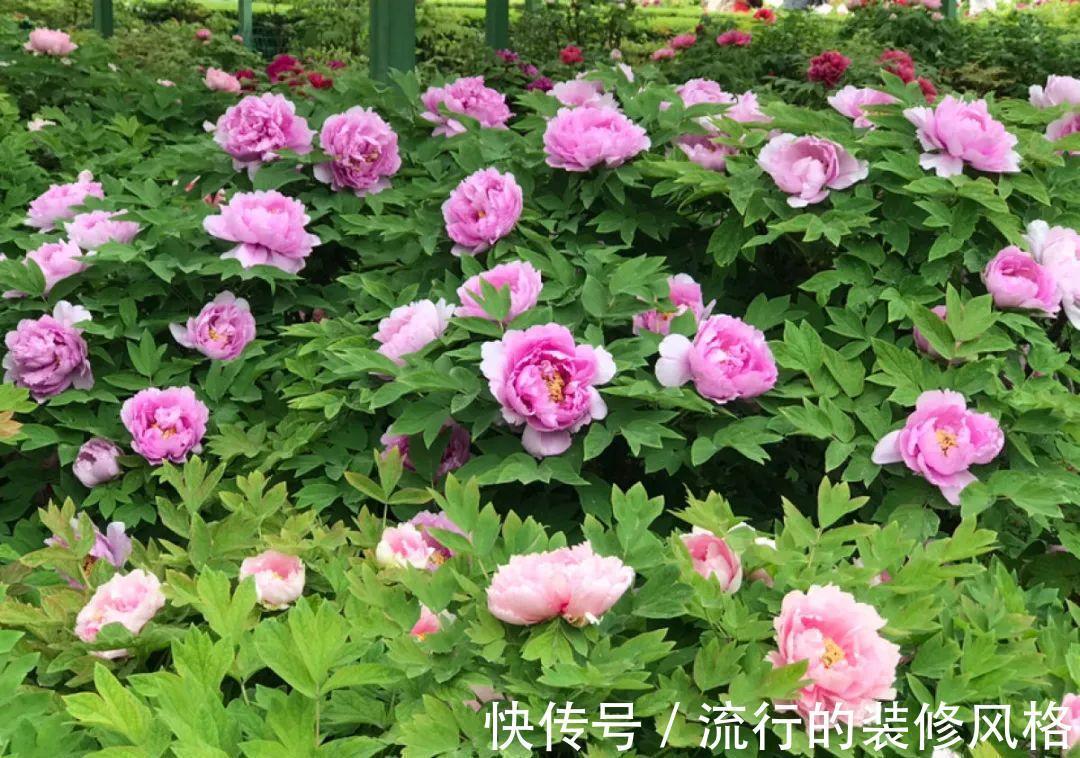 君子兰|8种花夏天不能买，买回来就死，白浪费钱