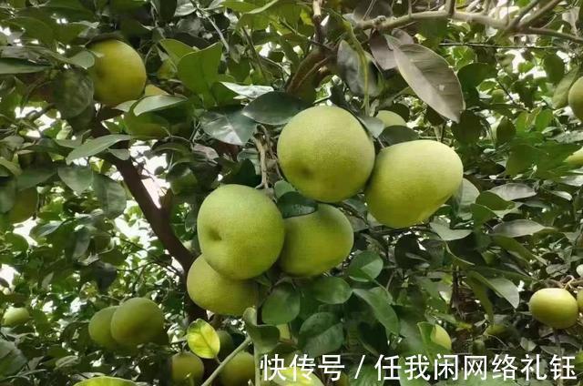 醉夕阳$「七绝·醉夕阳」知秋木叶遍山黄,宠辱偕忘醉夕阳