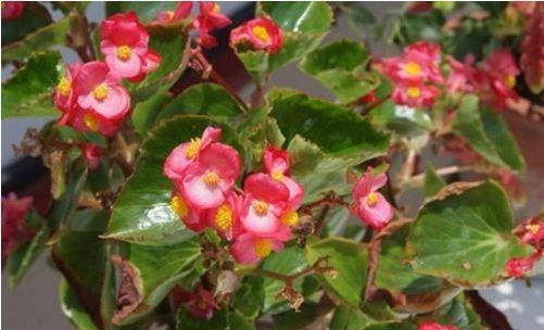 3款花卉,一开就是300多天,全年花开芳香四溢