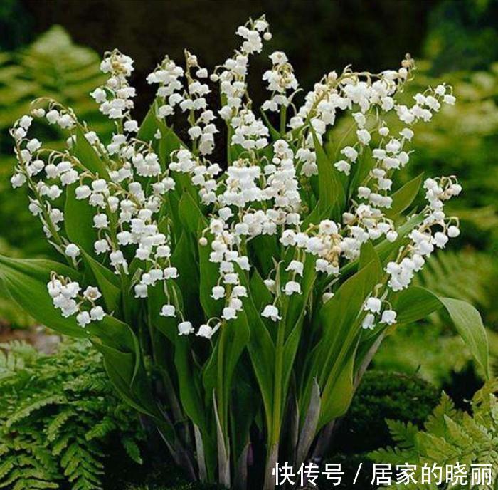 越漂亮的花越“有毒”！快来认识这12种大毒花，涨“知识”不吃亏