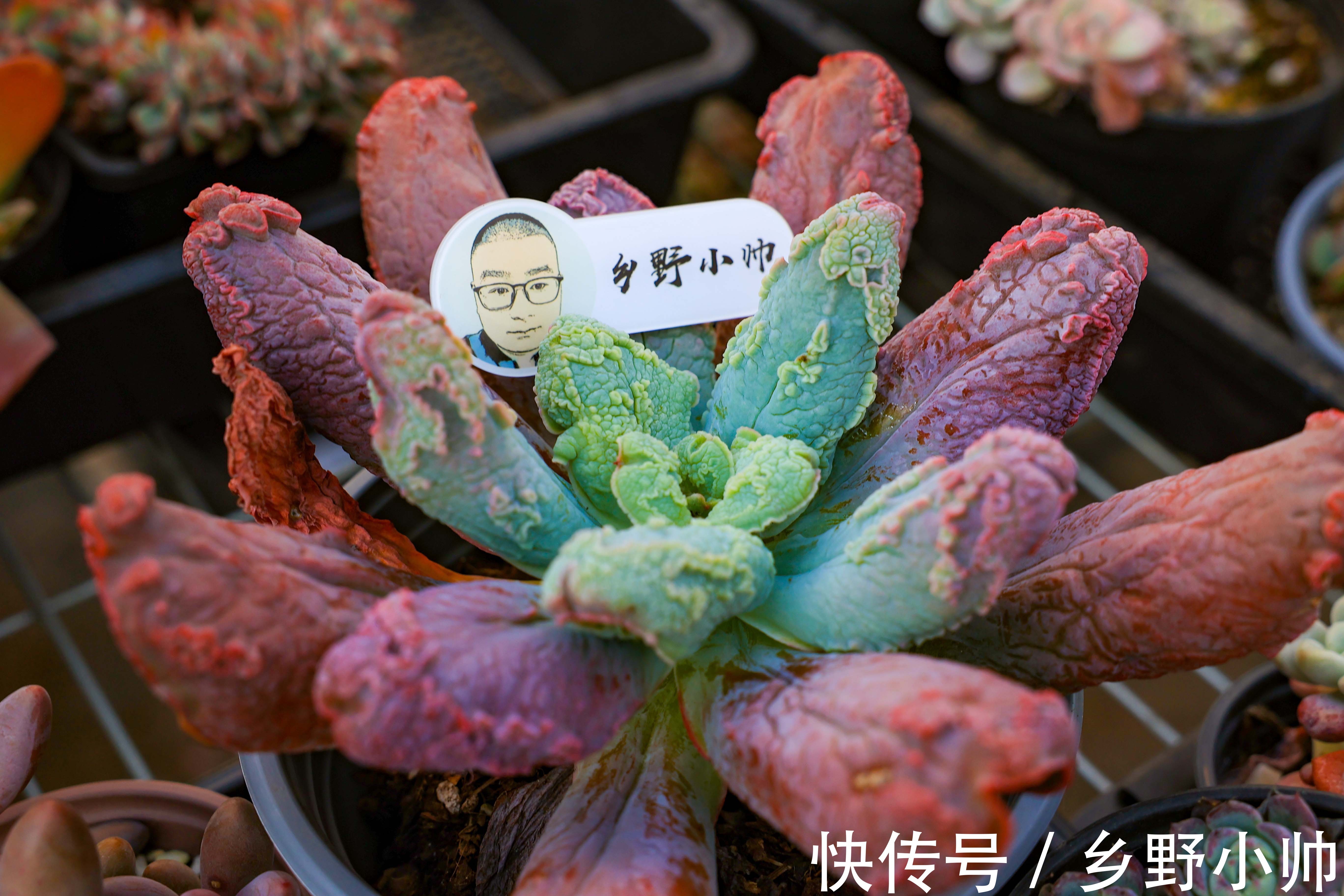 冬天多肉不好服盆?学会这些种植技巧,冬天多肉也可以很美