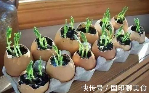 花盆|养花想用“鸡蛋壳”学会2个小技巧,肥效足、不生虫子