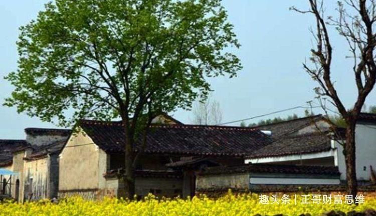 房屋|俗语“房前不栽树,屋后不种花”,什么意思有道理吗