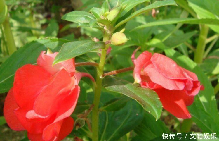 4种花是花中劳模,一年四季开花不断,美的不像话