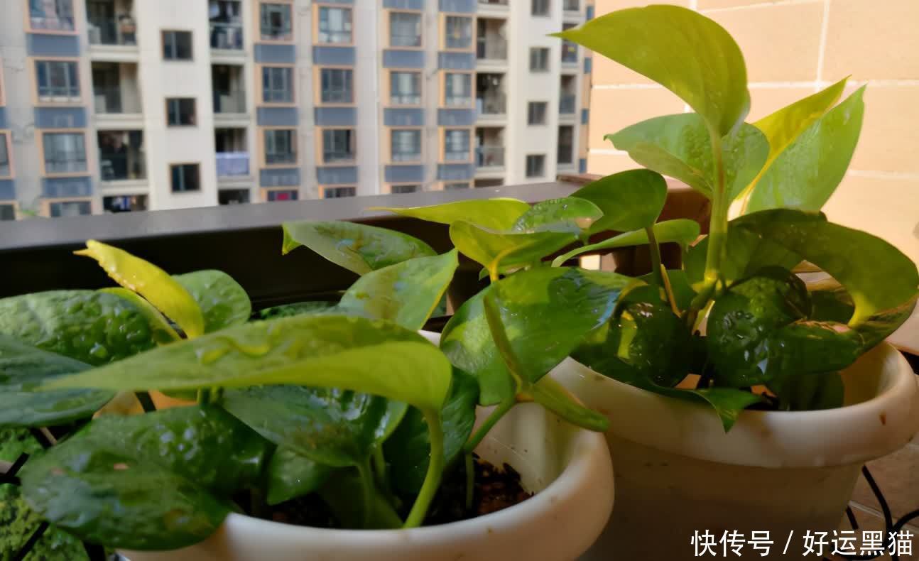 重点|到了夏天,新手养花该先抓住哪些重点?关键有3处