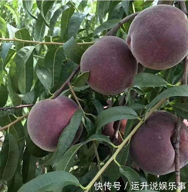 它是“最贵”果树,沾土就活,比苹果好吃10倍,种一盆来年吃不完