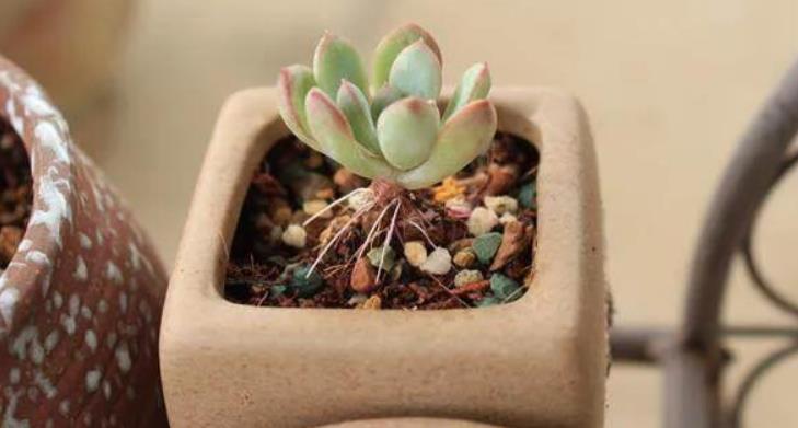 浇水|多肉长“胡须”并非无缘无故,不早点处理问题大了