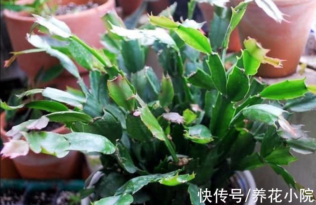 10月以后，6种花还能照常扦插，而且不容易腐烂