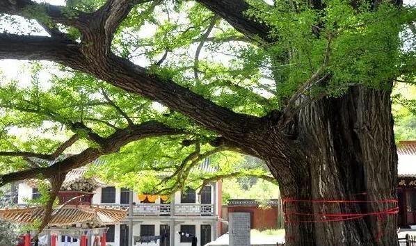 寺院|河南有一宝藏寺庙，海拔1000多米，历经好几百年沧桑，吸引超多人