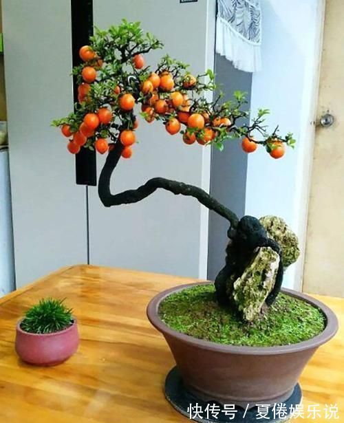 价值|2种名贵的盆景树,观赏性高价值不菲,能养的家庭不一般