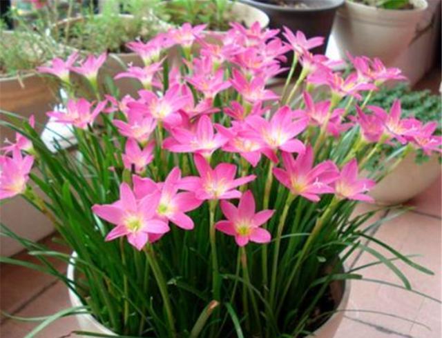 四季|1种花比绿萝好养,比月季娇艳,香味浓郁开花多,1年四季开花不断