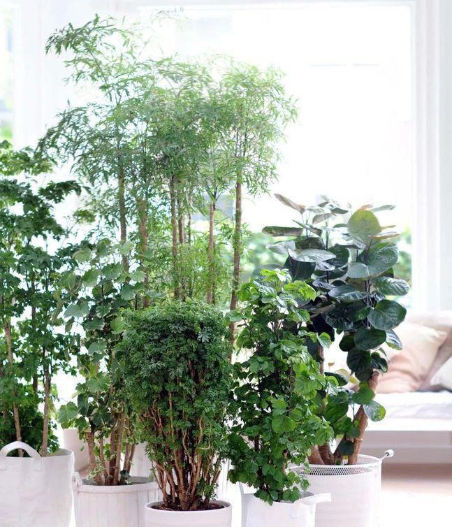 玉树|客厅见树,家业稳固,适合客厅养的8种树,大气美观,增添幸福感