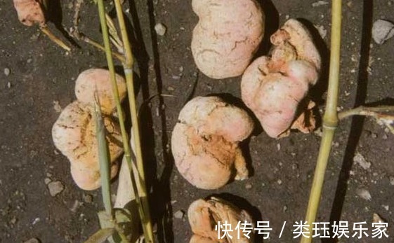 竹黄|大火里烧出来的宝贝，竹林中的“小疙瘩”竹黄，70元一斤也难买