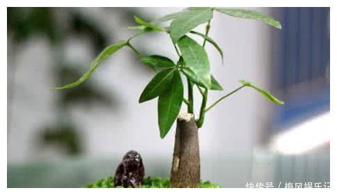 花草君|记住这四句话,让你家的花草树迅速爆盆又招财