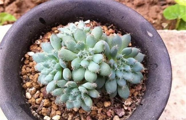 多肉植物的繁殖及养护方法播种、扦插、分株、嫁接技巧解读