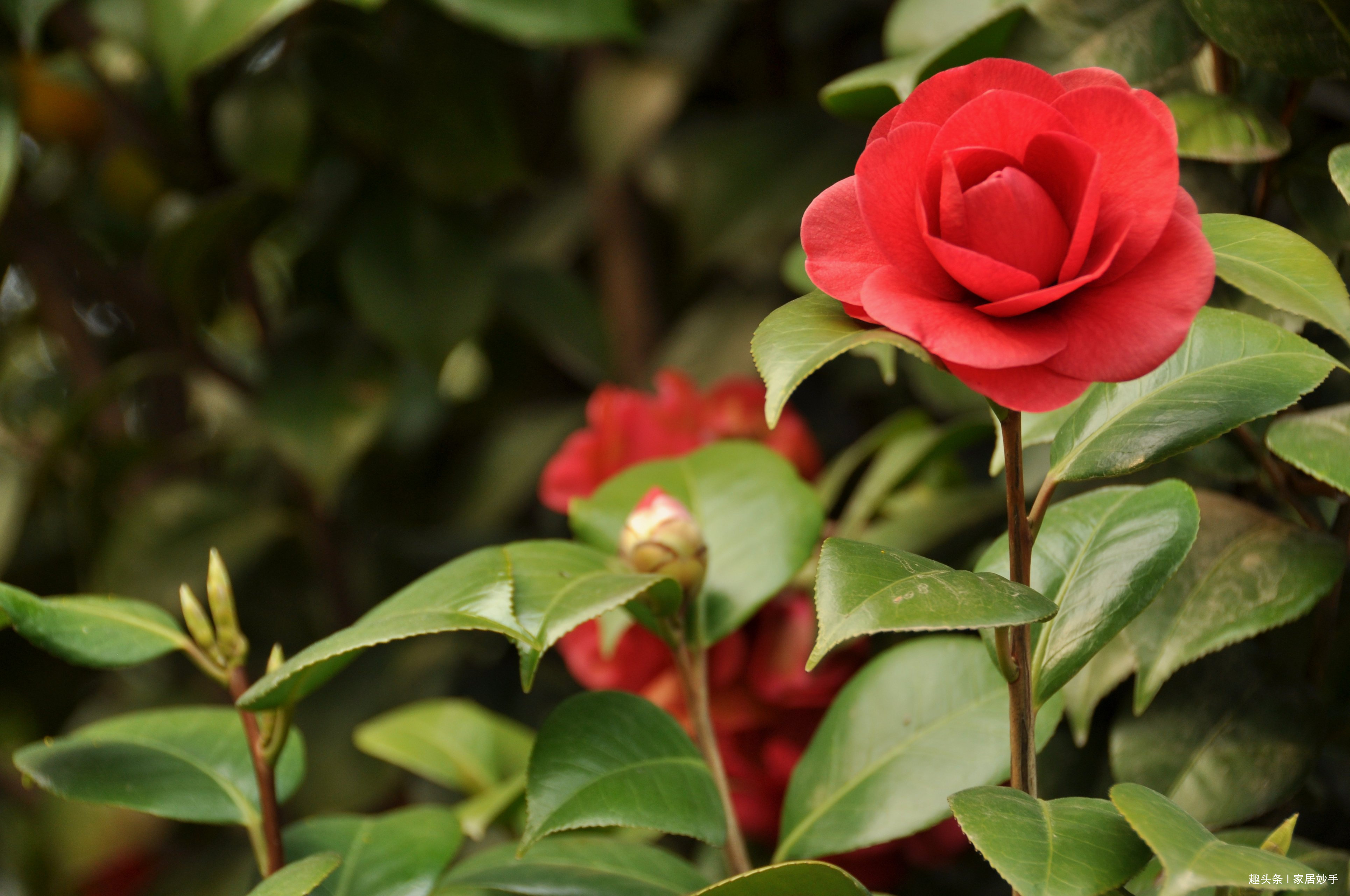 新买的茶花,用这“4种”方法养护,存活率高,长得越来越“旺”