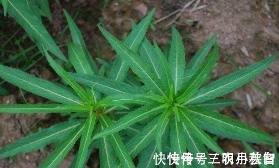 营养物质|农村被称为“养肝草”,曾经只是牲畜的饲料,其实价值珍贵