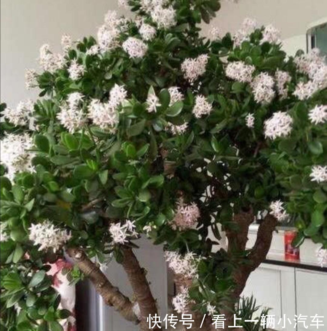 3种耐旱花,长得高大,美观大方,还能招财镇宅!